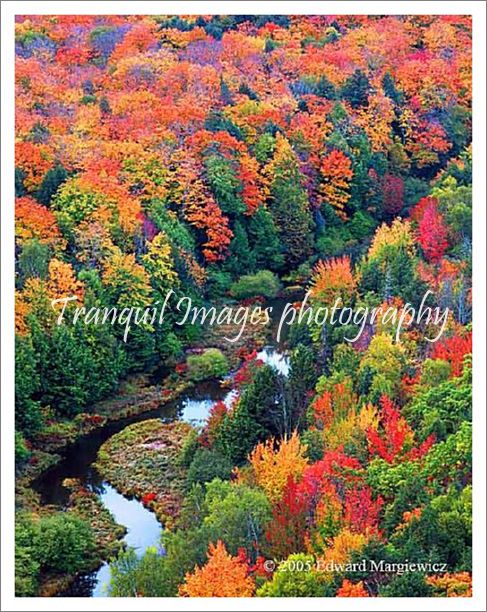 450219---Big Carp River and fall foliage, Porcupine Mountains Wilderness state park. View 2